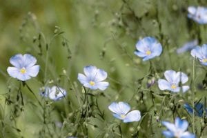 Blue flax in a wildflower meadow.