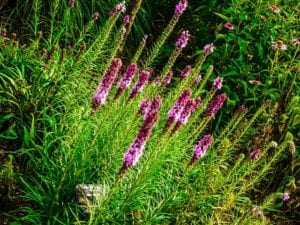 gayfeather-liatris-wildflowers Gayfeather wildflowers in a meadow.