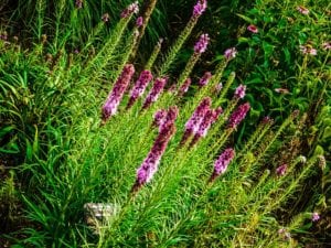 Gayfeather wildflowers in a meadow.