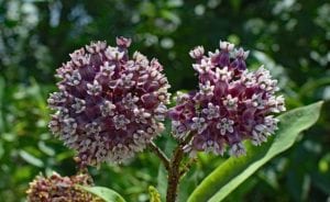 Wildflowers like common milkweed in a wildflower meadow.