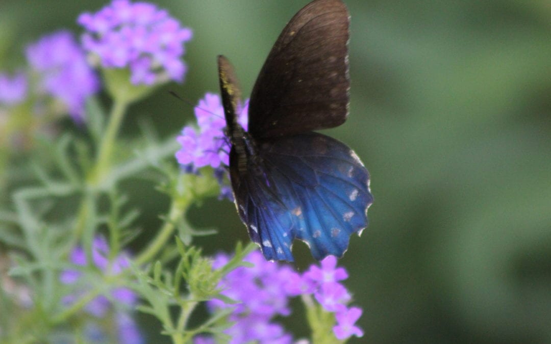 Beautiful Wildflower