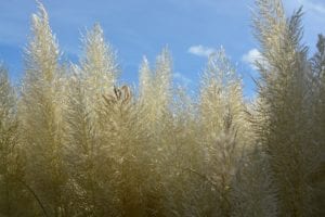Pampas grass is one of our most popular ornamental grass in San Antonio.