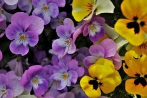 Pansies are fall annuals that need to be planted when the weather cools consistently.