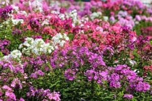 Drummon phlox wildflowers in a meadow.