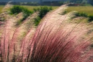 Ornamental grasses like pink Muhly are stunning in fall.