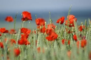 Corn Poppy wildflowers in a field.