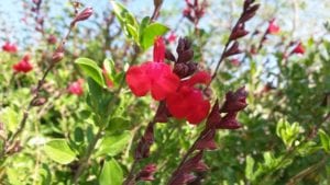 Scarlet sage are beautiful wildflowers to add to your wildflower meadow.