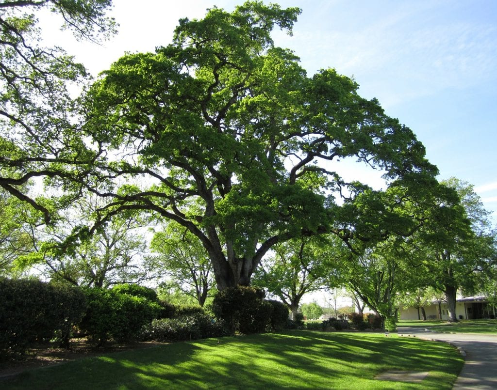 A Live Oak shade tree is a great, long-living tree for San Antonio.