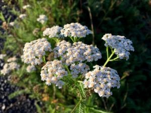 White yarrow wildflowers in a wildflower meadow.