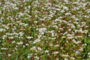 Buckwheat cover crops produce dainty white flowers.