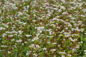 buckwheat-cover-crops Buckwheat cover crops produce dainty white flowers.