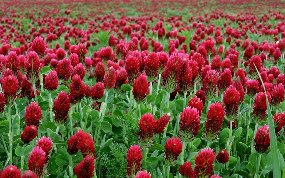 Crimson clover is one of our favorite cover crops.