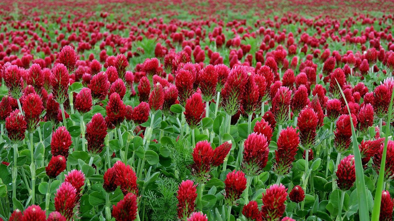 Crimson clover is one of our favorite cover crops.