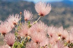 Native plants like Apache Plume restore a city's ecosystem.