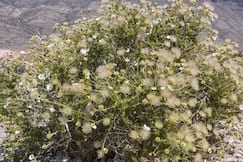 native-plants-apache-plume Native plants like Apache Plume restore a city's ecosystem.