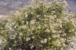 Native plants like Apache Plume restore a city's ecosystem.