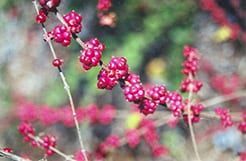 native-plants-coralberry Coralberry is one of our native plants that produces berries for wildlife in the fall.