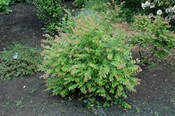 Native plants like Coralberry restore a city's ecosystem.