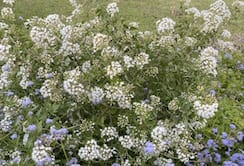 Fragrant Mist Flower is a native plant that attracts pollinators in Texas.