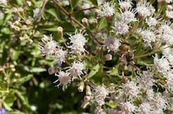 Fragrant Mist Flower is a native plant for Texas that attracts masses of polliantors.
