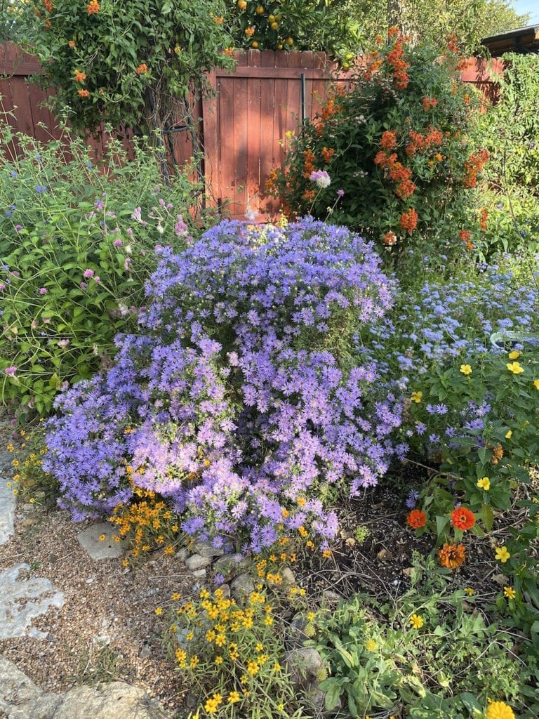 native-plants-fall-aster-lauras-yard Native plants can fill your landscape with amazing beauty.