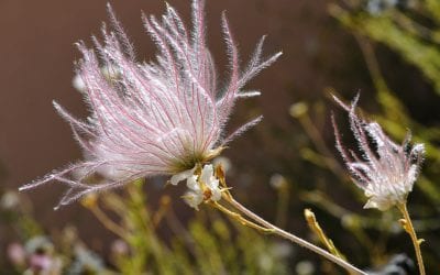 Native Plant Fall Blooming Showcase: Shrubs and Perennials