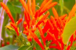 Hummingbird bush is a native plant that attracts hummingbirds in Texas.