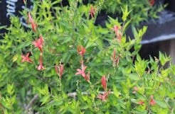 Hummingbird bush is great native plant for Texas that attracts pollinators.