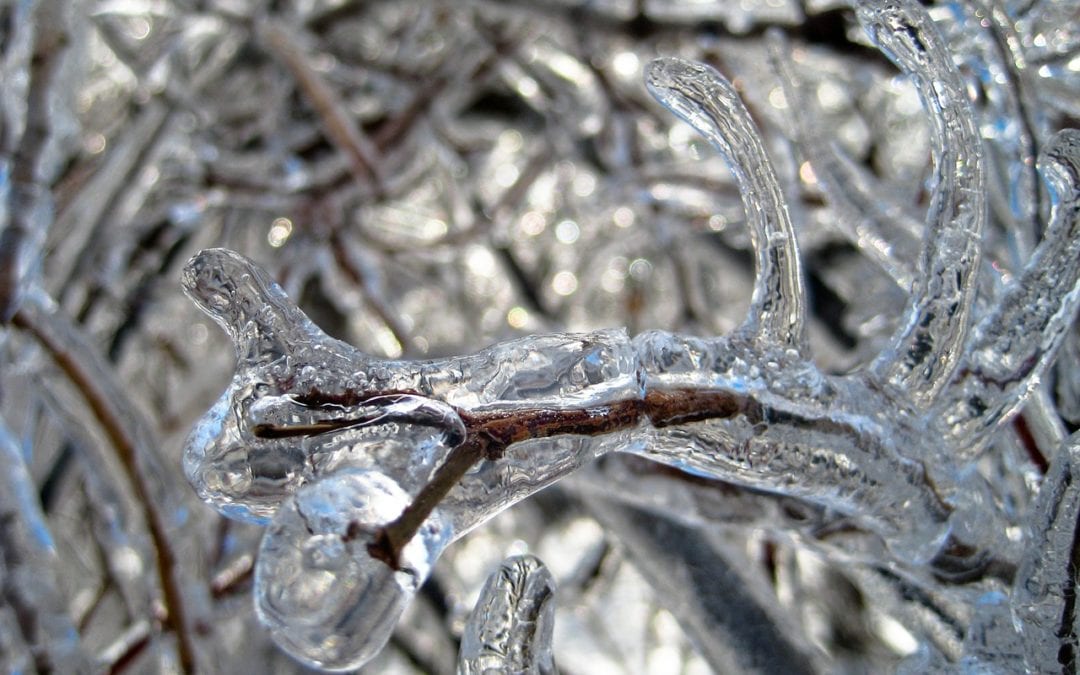 When a freeze is predicted protect plants with blankets, heat, and mulch.