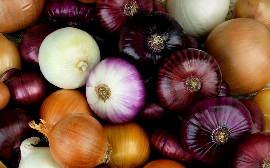A Taste of Our Selection of Onions at Rainbow Gardens