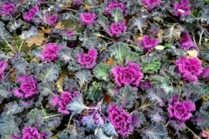 Cabbage and kale are delicious vegetable options for fall and winter gardens.