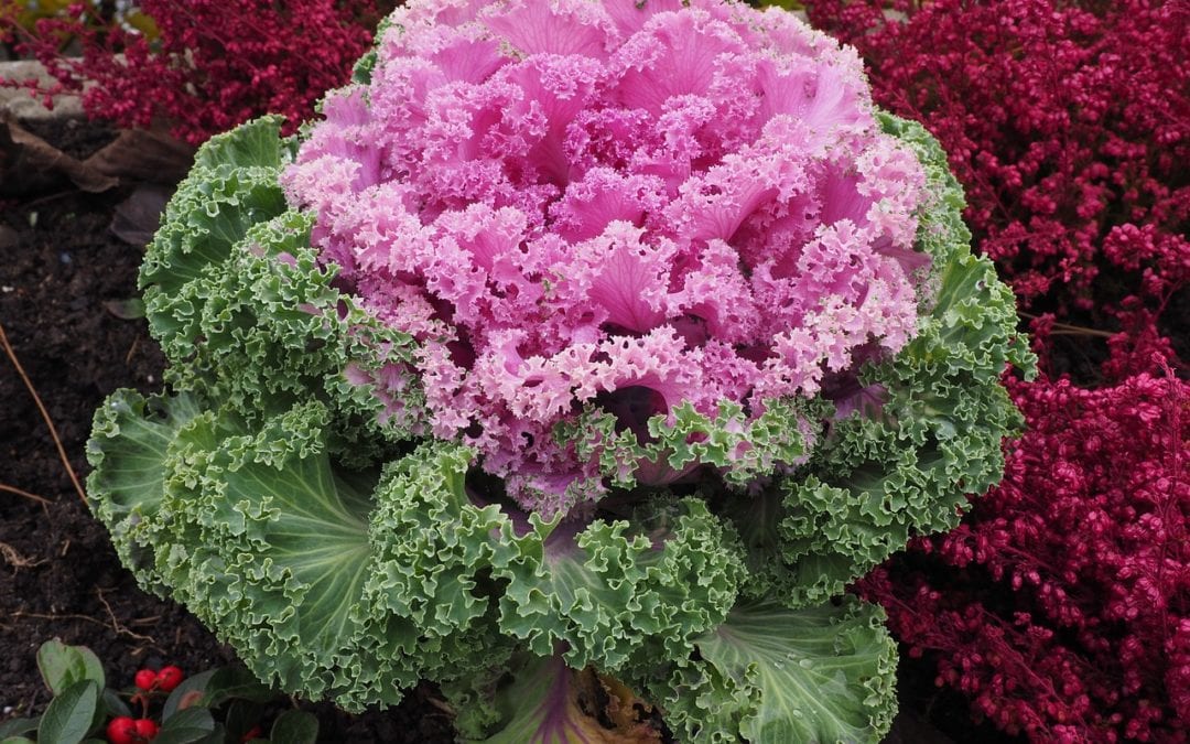 Cabbage and Kale: Ornamental or Edible