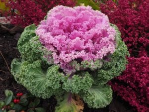 Ornamental cabbage and kale are great options for texture and color in fall and winter gardens.