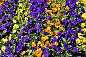 Pansies look stunning when planted in mass.
