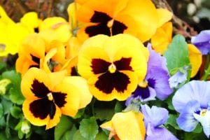 Pansies will give you color in the winter gardens all the way into spring.