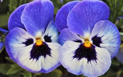 5 Tips for Success in Planting Pansies