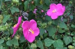 pavonia-rockrose-native-plant Rose Pavonia is a favorite native plant in Texas.