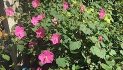 Pavonia Rock Rose is a native plant with cheerful, pink, hibiscus-like flowers.