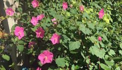 pavonia-rockrose-native-plant Pavonia Rock Rose is a native plant with cheerful, pink, hibiscus-like flowers.