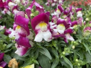 Snapdragons come in multiple sizes and colors.