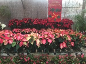 Poinsettias are the perfect holiday plant.