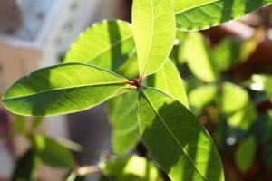 bay-herbs Herbs like bay laurel can be planted in the landscape or used as a container specimen.