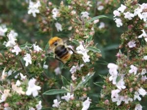 The flowers on winter savory are highly attractive to pollinators.
