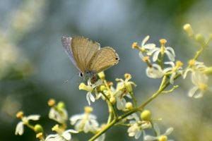 neem Picture of neem with a butterfly