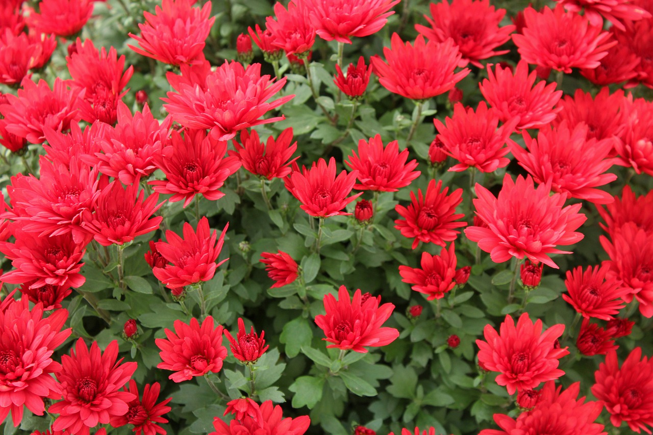 Mums are perennials and can offer a great fall bloom year after year.