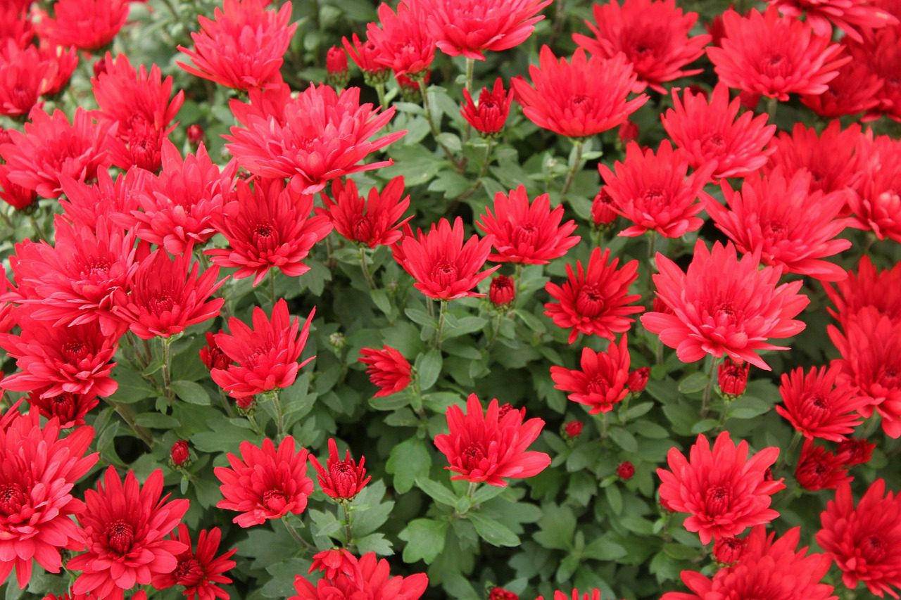 Mums are perennials and can offer a great fall bloom year after year.