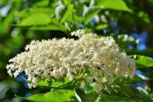 elderberry Elderberry is great for respiratory illnesses