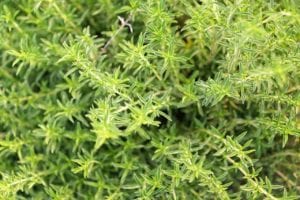 Winter savory, looks just like summer savory but is considered a perennial instead of an annual herb. 