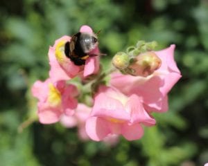 snapdragons Snapdragons are pollinator attracting plants.