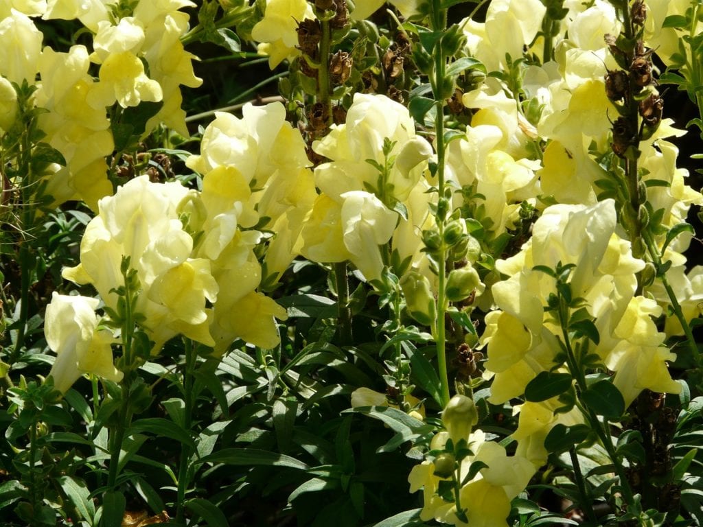 Snapdragons planted in mass make a stunning garden display.
